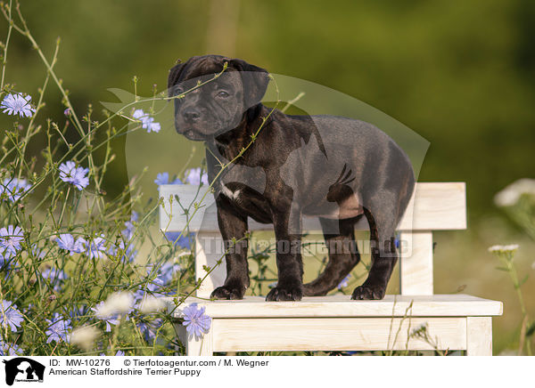 American Staffordshire Terrier Welpe / American Staffordshire Terrier Puppy / MW-10276