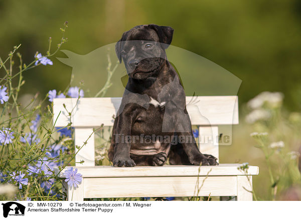 American Staffordshire Terrier Welpe / American Staffordshire Terrier Puppy / MW-10279