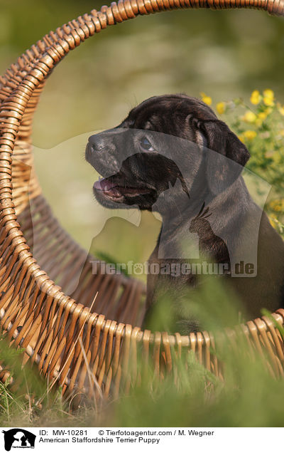American Staffordshire Terrier Welpe / American Staffordshire Terrier Puppy / MW-10281