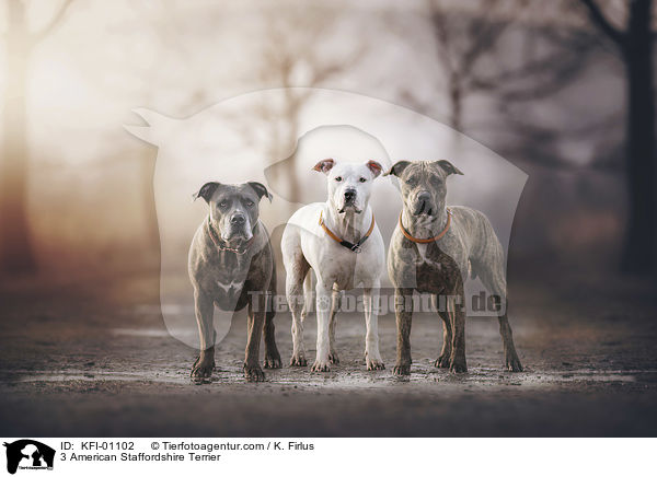 3 American Staffordshire Terrier / 3 American Staffordshire Terrier / KFI-01102