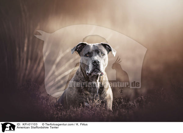 American Staffordshire Terrier / American Staffordshire Terrier / KFI-01103