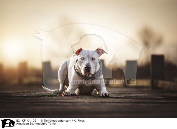 American Staffordshire Terrier / American Staffordshire Terrier / KFI-01105