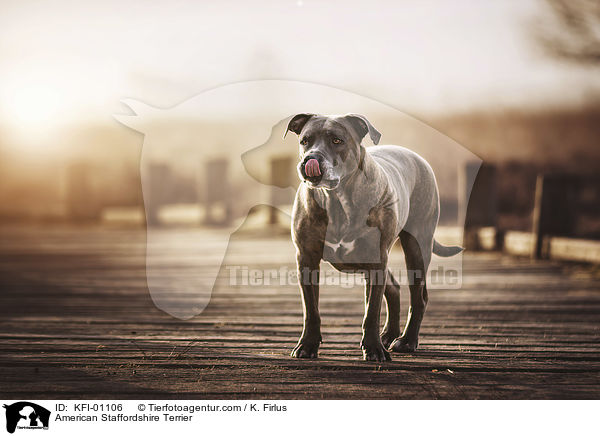 American Staffordshire Terrier / American Staffordshire Terrier / KFI-01106