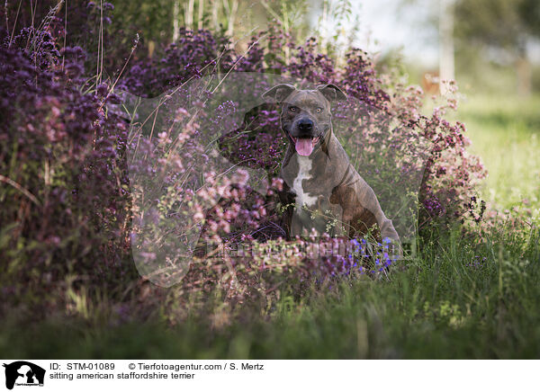 sitzender American Staffordshire Terrier / sitting american staffordshire terrier / STM-01089