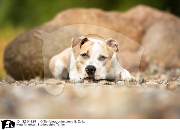 liegender American Staffordshire Terrier / lying American Staffordshire Terrier / SZ-01325