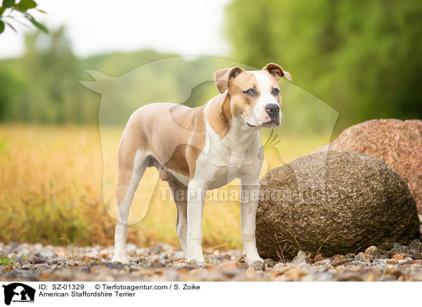 American Staffordshire Terrier / American Staffordshire Terrier / SZ-01329