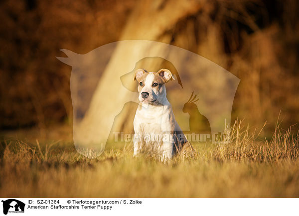 American Staffordshire Terrier Welpe / American Staffordshire Terrier Puppy / SZ-01364