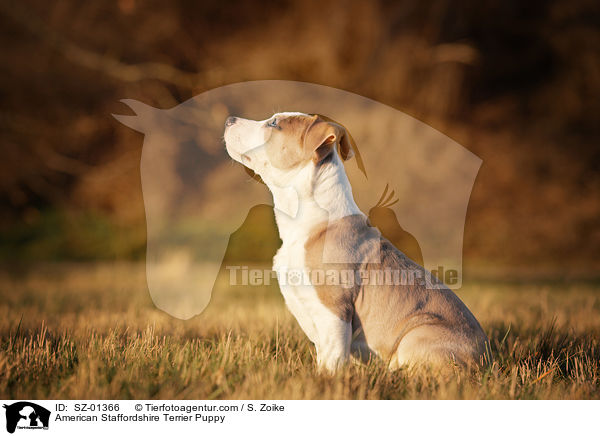 American Staffordshire Terrier Welpe / American Staffordshire Terrier Puppy / SZ-01366