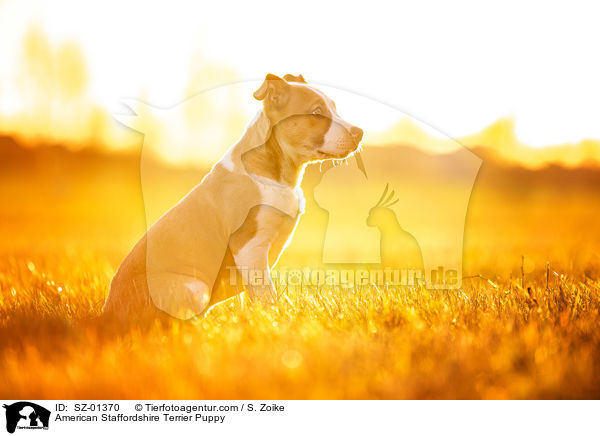 American Staffordshire Terrier Welpe / American Staffordshire Terrier Puppy / SZ-01370