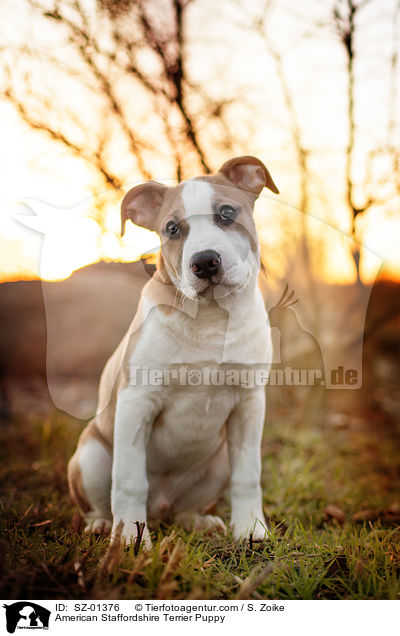 American Staffordshire Terrier Welpe / American Staffordshire Terrier Puppy / SZ-01376