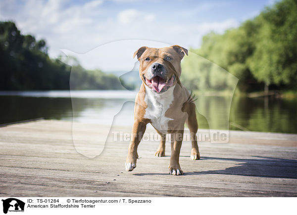 American Staffordshire Terrier / American Staffordshire Terrier / TS-01284