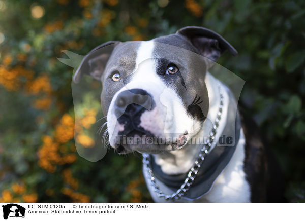 American Staffordshire Terrier Portrait / American Staffordshire Terrier portrait / STM-01205