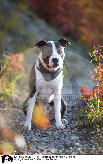 sitzender American Staffordshire Terrier / sitting American Staffordshire Terrier / STM-01224