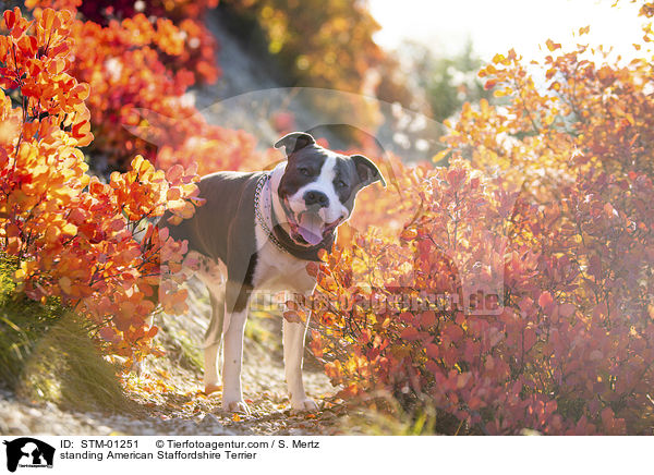 standing American Staffordshire Terrier / STM-01251