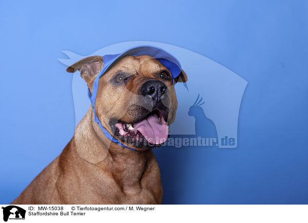 Staffordshire Bullterrier / Staffordshire Bull Terrier / MW-15038