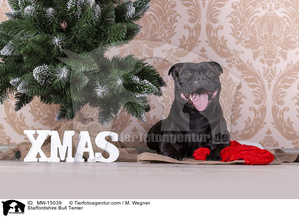Staffordshire Bullterrier / Staffordshire Bull Terrier / MW-15039
