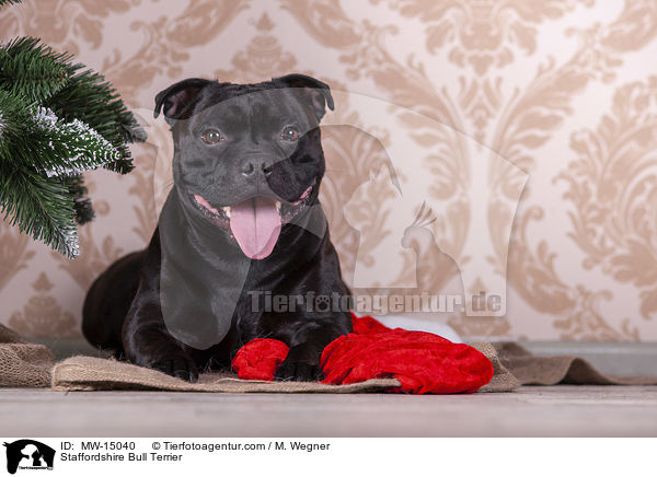 Staffordshire Bull Terrier / MW-15040