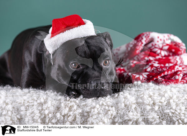 Staffordshire Bull Terrier / MW-15045
