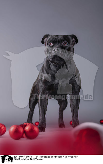Staffordshire Bull Terrier / MW-15048