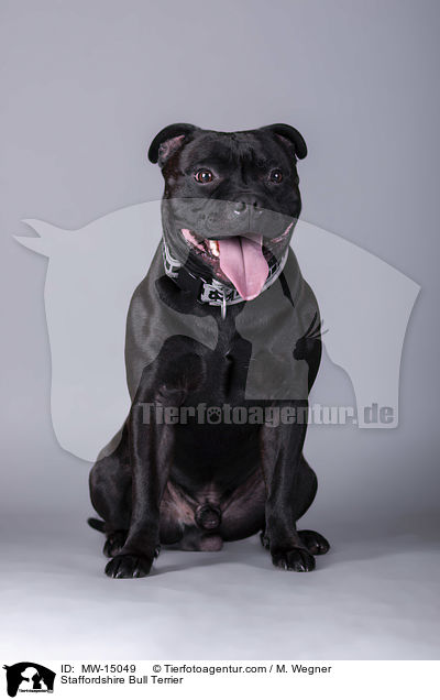 Staffordshire Bull Terrier / MW-15049