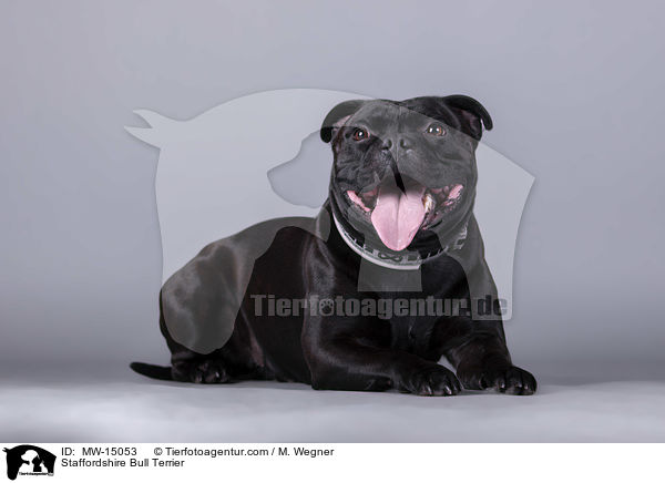 Staffordshire Bull Terrier / MW-15053