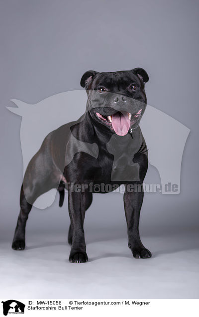 Staffordshire Bull Terrier / MW-15056