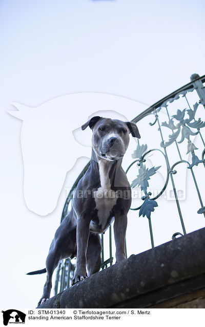 stehender American Staffordshire Terrier / standing American Staffordshire Terrier / STM-01340