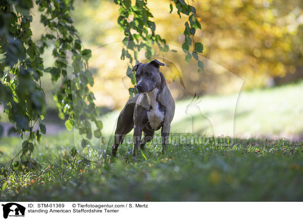 stehender American Staffordshire Terrier / standing American Staffordshire Terrier / STM-01369