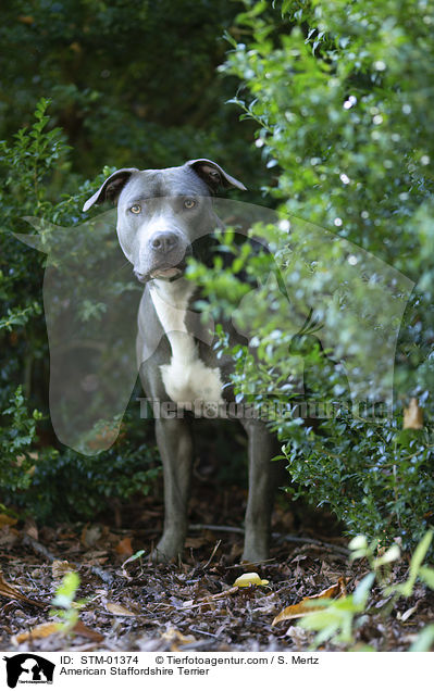 American Staffordshire Terrier / American Staffordshire Terrier / STM-01374