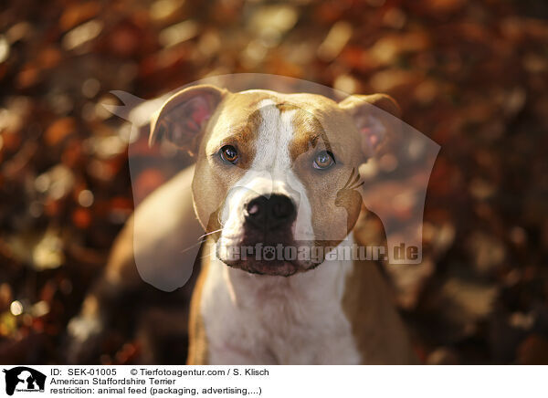 American Staffordshire Terrier / SEK-01005
