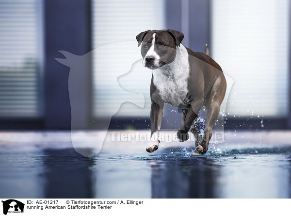 rennender American Staffordshire Terrier / running American Staffordshire Terrier / AE-01217