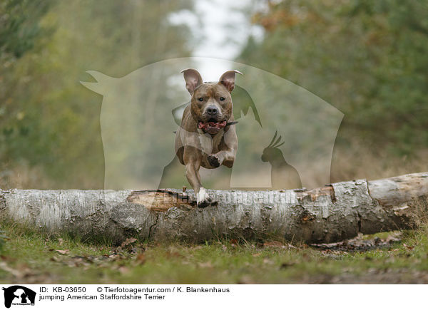 springender American Staffordshire Terrier / jumping American Staffordshire Terrier / KB-03650