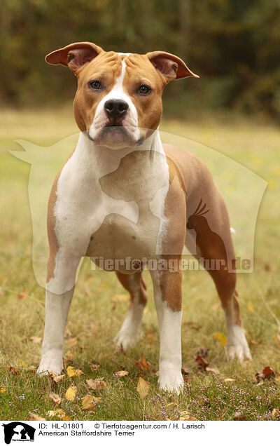 American Staffordshire Terrier / American Staffordshire Terrier / HL-01801