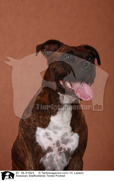 American Staffordshire Terrier Portrait / HL-01823