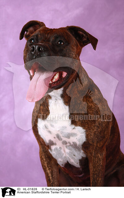 American Staffordshire Terrier Portrait / American Staffordshire Terrier Portrait / HL-01828