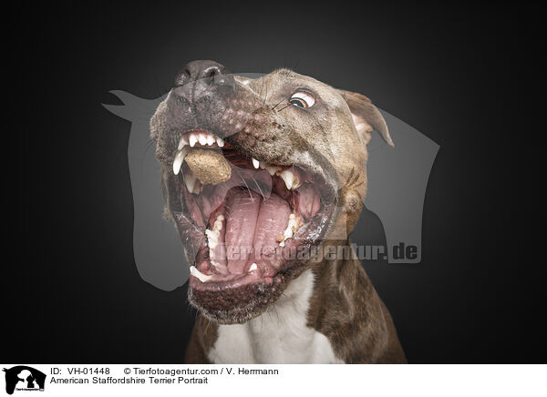 American Staffordshire Terrier Portrait / VH-01448