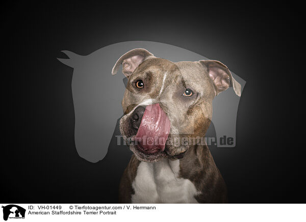 American Staffordshire Terrier Portrait / VH-01449