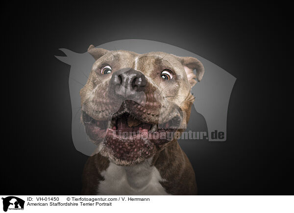 American Staffordshire Terrier Portrait / VH-01450