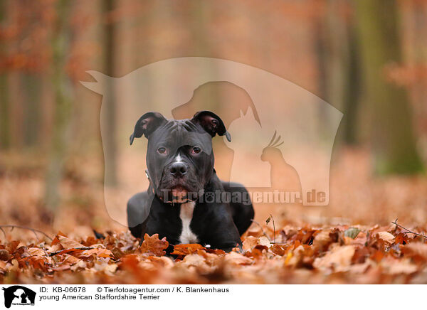 junger American Staffordshire Terrier / young American Staffordshire Terrier / KB-06678