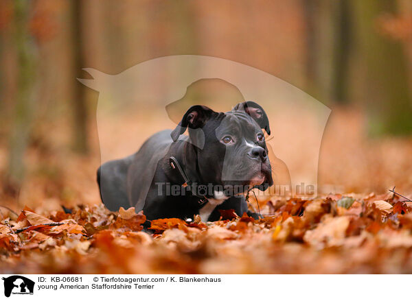 junger American Staffordshire Terrier / young American Staffordshire Terrier / KB-06681