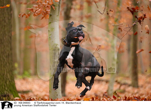 junger American Staffordshire Terrier / young American Staffordshire Terrier / KB-06683