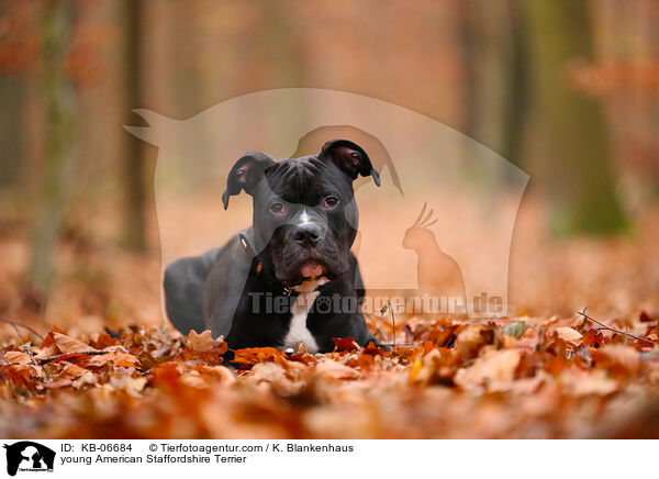 junger American Staffordshire Terrier / young American Staffordshire Terrier / KB-06684