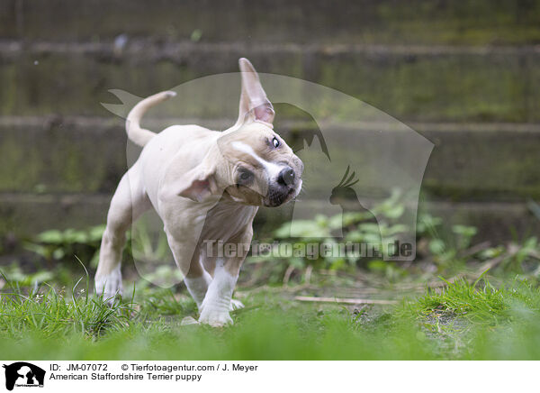 American Staffordshire Terrier Welpe / American Staffordshire Terrier puppy / JM-07072