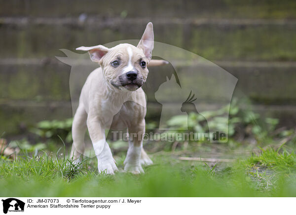 American Staffordshire Terrier Welpe / American Staffordshire Terrier puppy / JM-07073