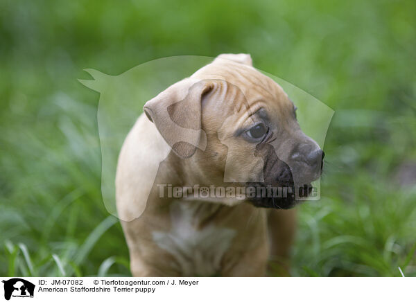 American Staffordshire Terrier Welpe / American Staffordshire Terrier puppy / JM-07082