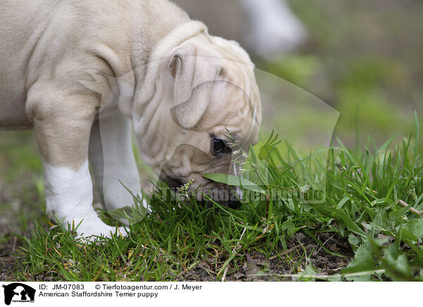 American Staffordshire Terrier Welpe / American Staffordshire Terrier puppy / JM-07083