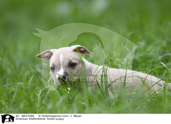 American Staffordshire Terrier Welpe / American Staffordshire Terrier puppy / JM-07086