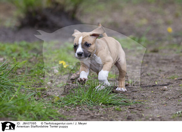American Staffordshire Terrier Welpe / American Staffordshire Terrier puppy / JM-07095