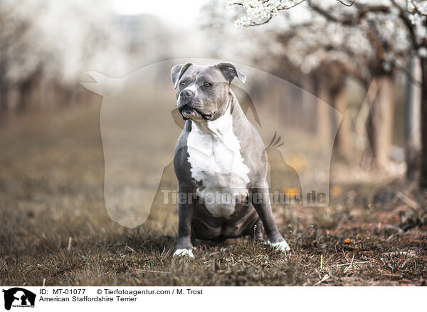 American Staffordshire Terrier / American Staffordshire Terrier / MT-01077