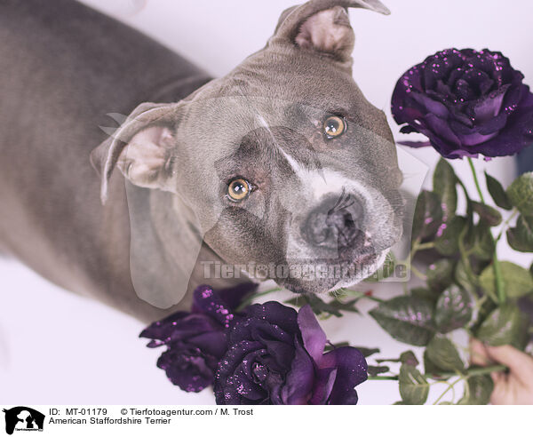 American Staffordshire Terrier / American Staffordshire Terrier / MT-01179